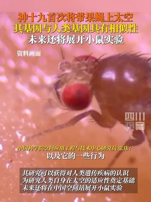 果蝇在中国空间站繁育三代，即将随神十九飞船返回
